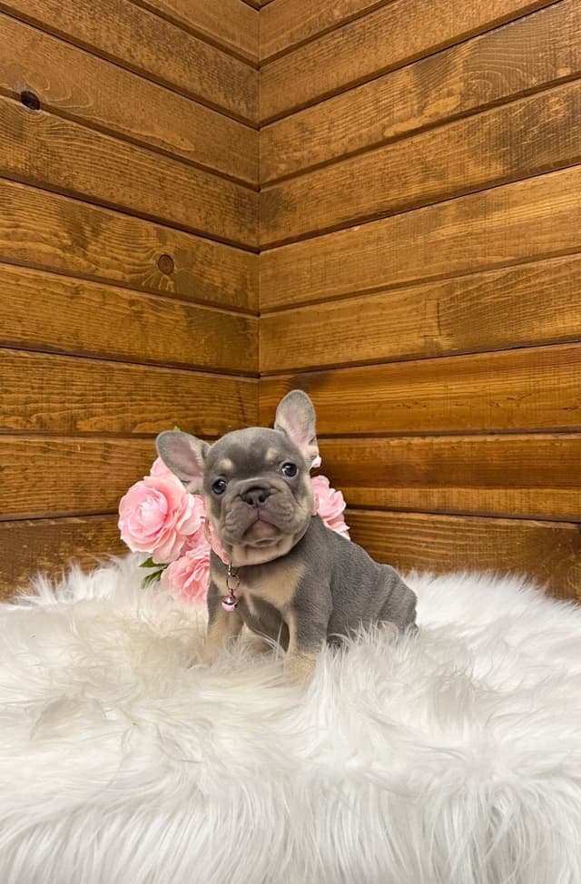 French Bulldog Puppies media 10