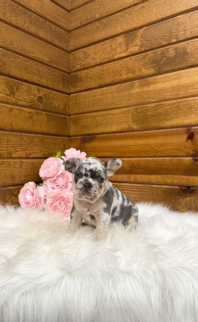 French Bulldog Puppies media 9