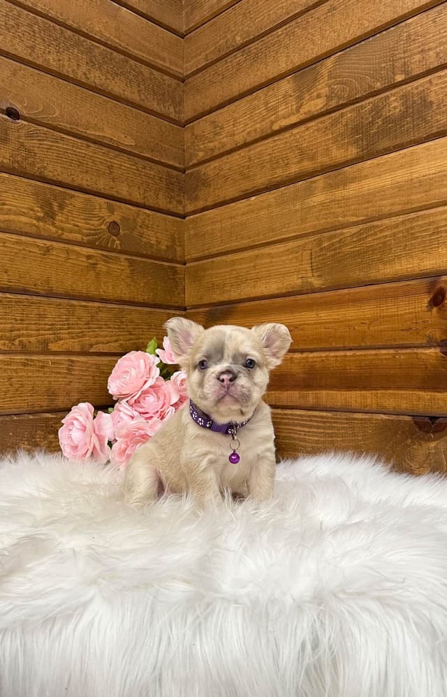 French Bulldog Puppies media 13