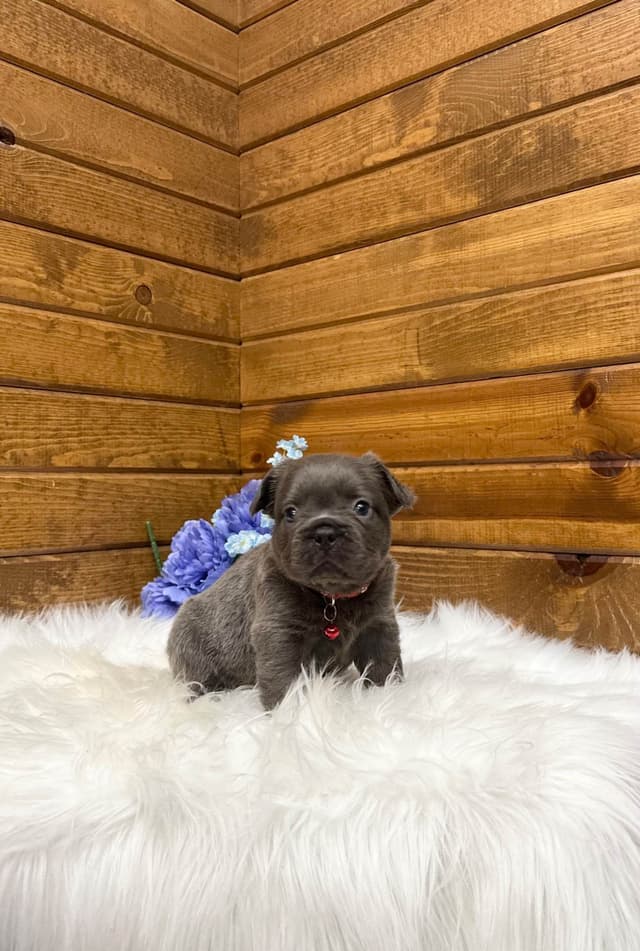 French Bulldog Puppies media 8
