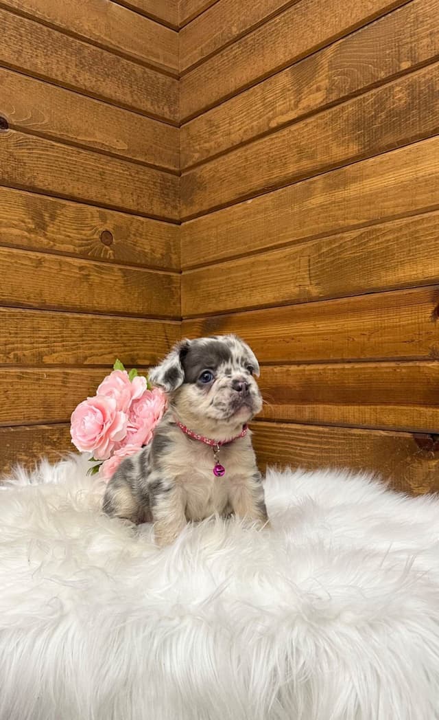 French Bulldog Puppies media 7
