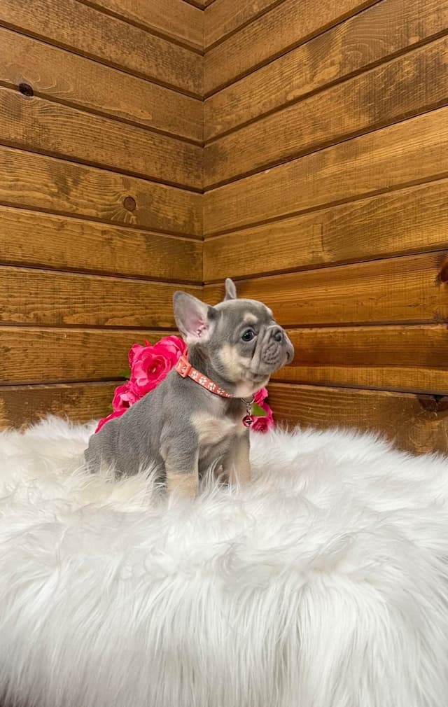 French Bulldog Puppies media 11