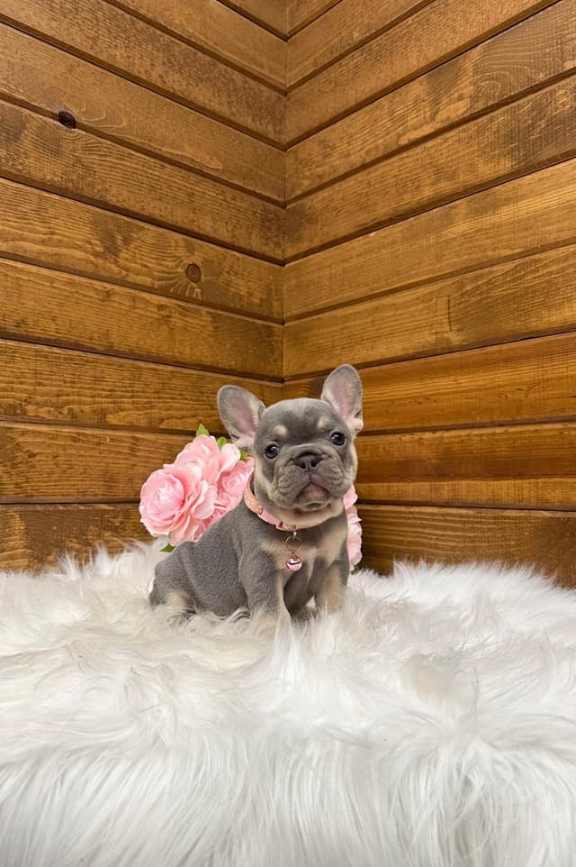 French Bulldog Puppies media 12