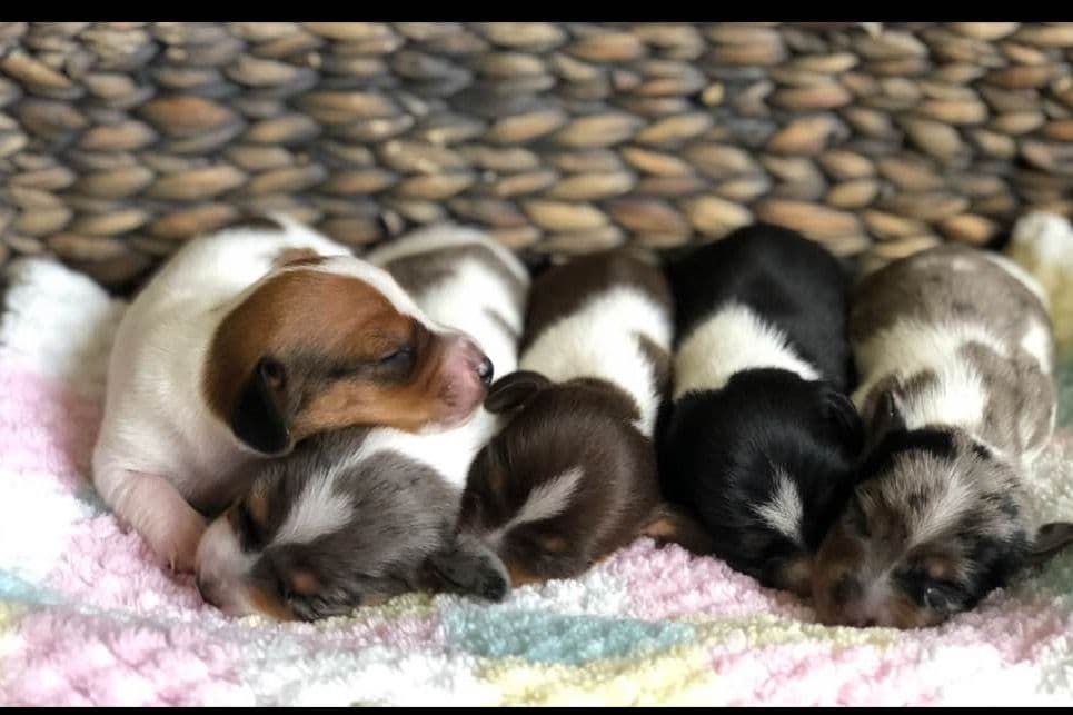 Dachshund Puppies breeder image 1