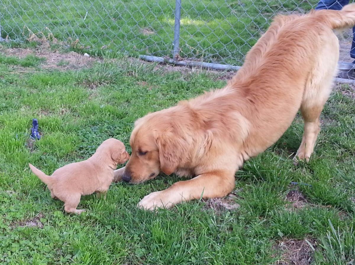 Poodle Puppies breeder image 9