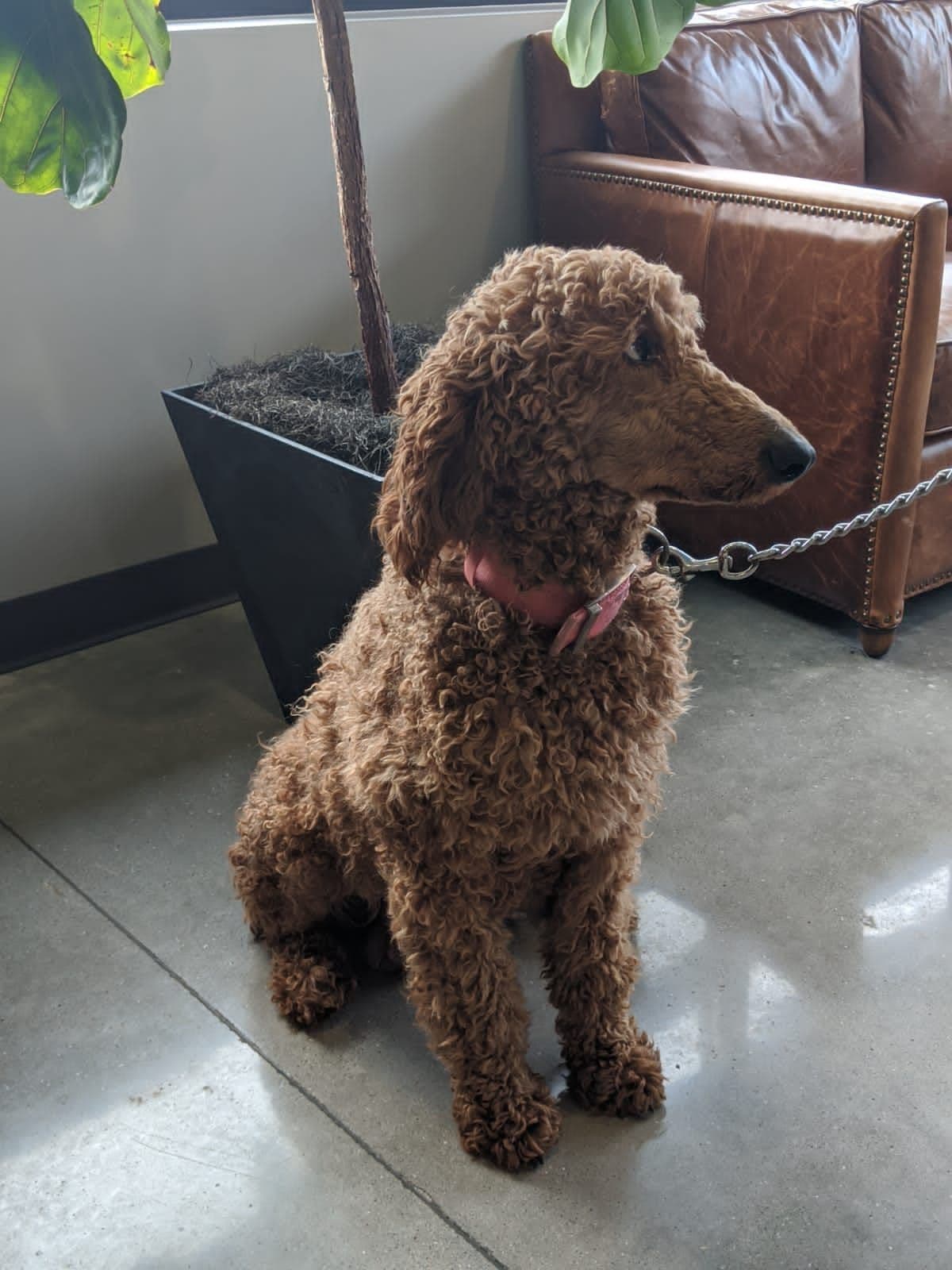 Poodle Puppies breeder image 14