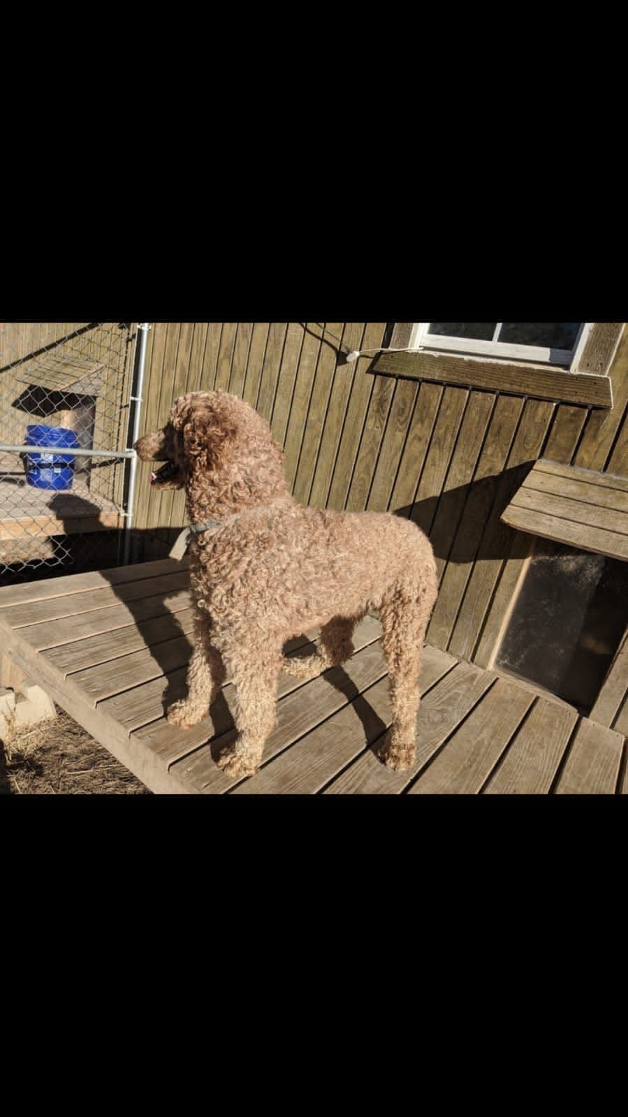 Poodle Puppies breeder image 15