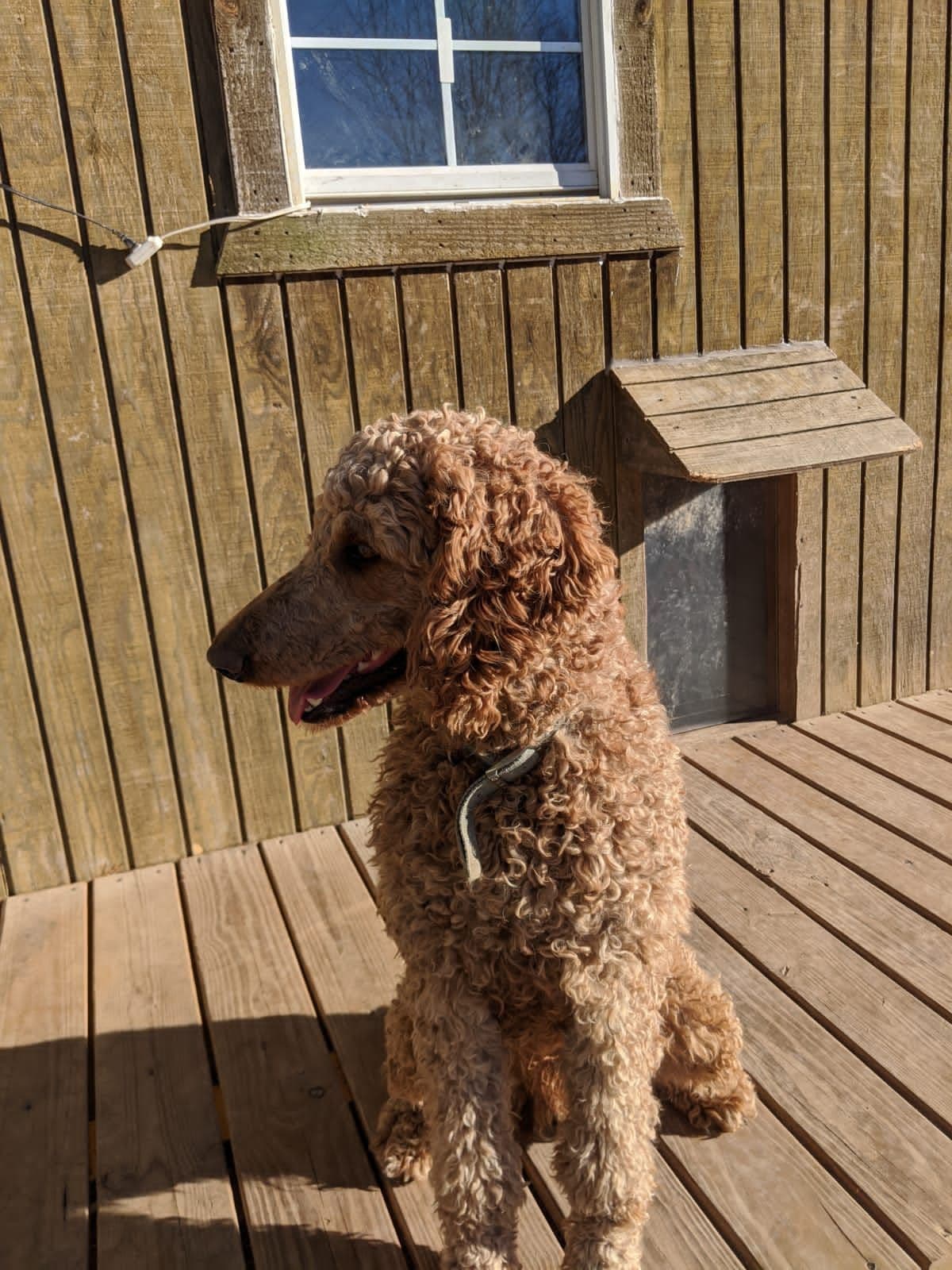 Poodle Puppies breeder image 16