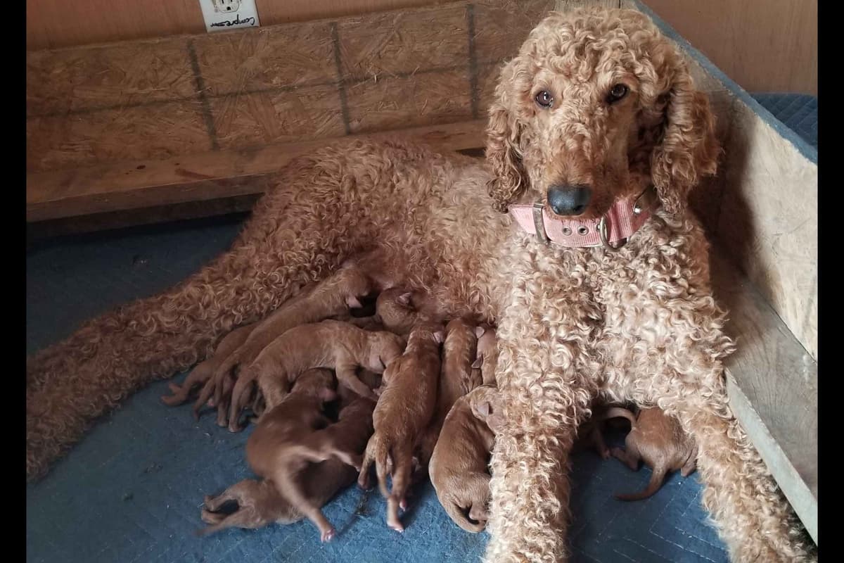 Poodle Puppies breeder image 20
