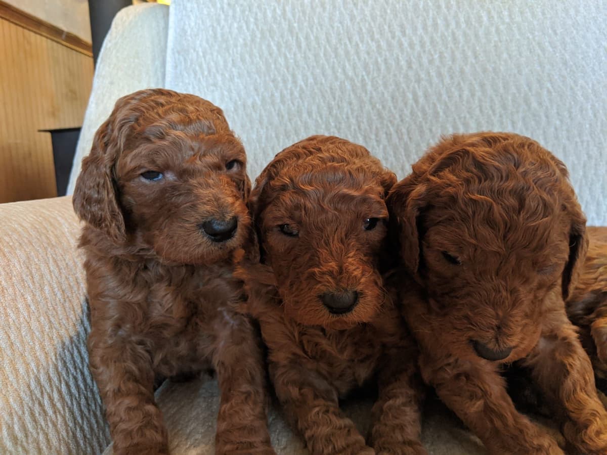 Poodle Puppies breeder image 19