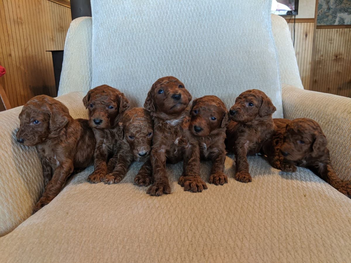 Poodle Puppies breeder image 18