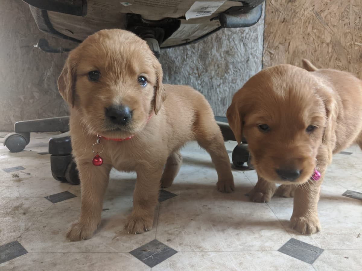 Poodle Puppies breeder image 21