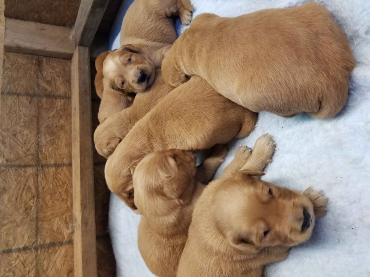 Poodle Puppies breeder image 23