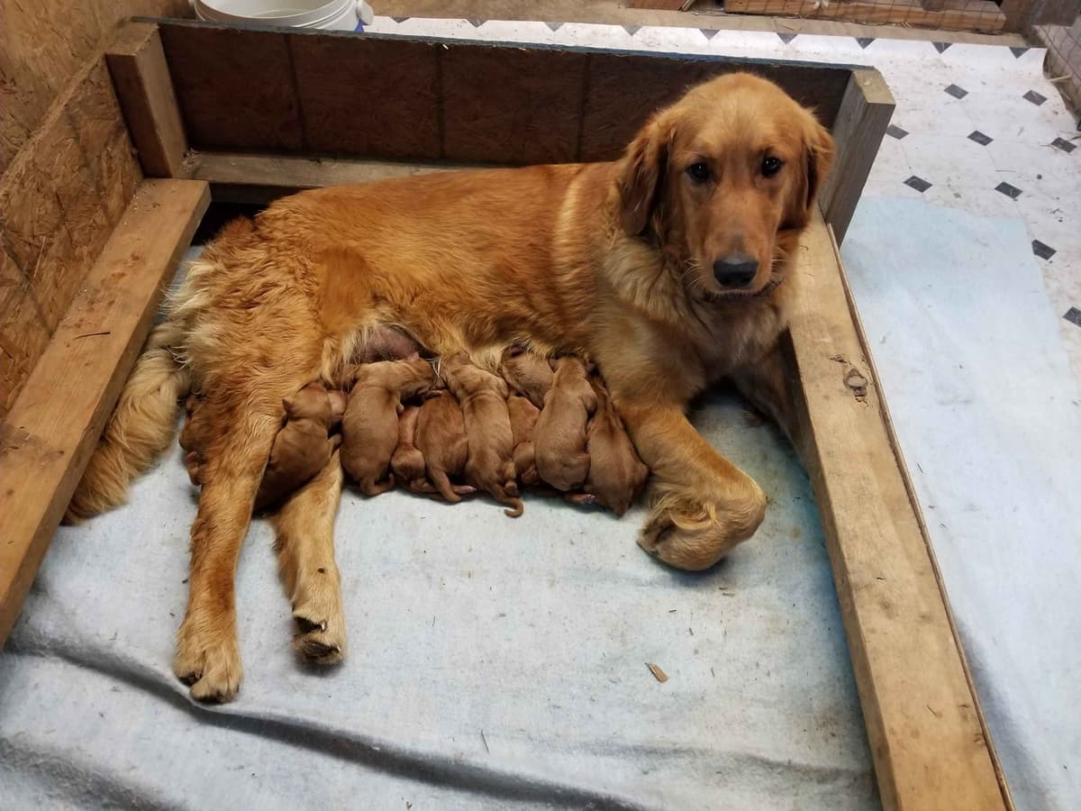 Poodle Puppies breeder image 22