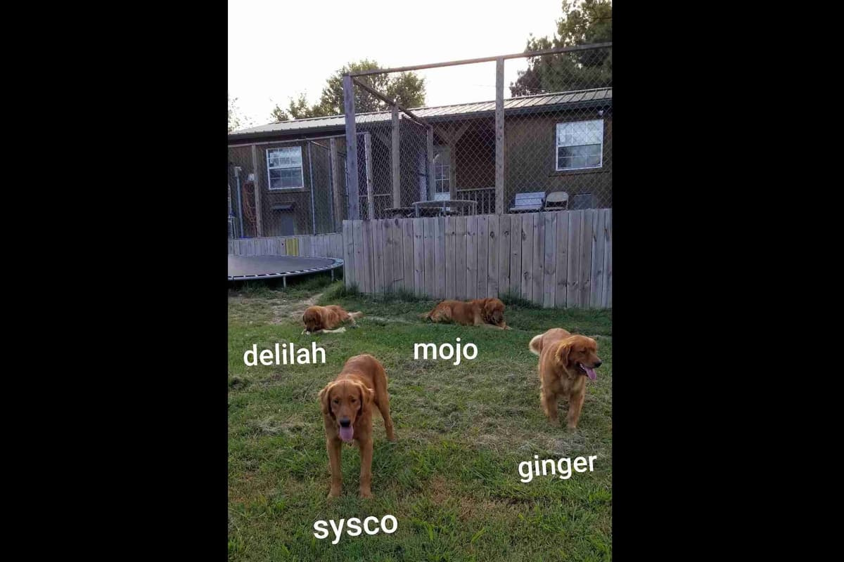 Poodle Puppies breeder image 28