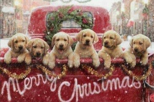 Poodle Puppies breeder image 2