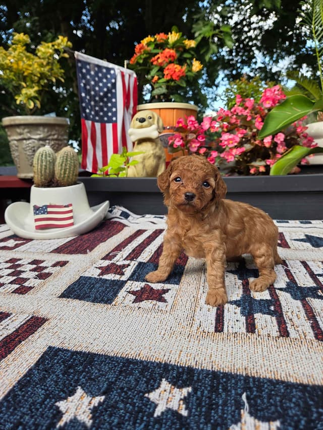 Poodle Puppies media 2