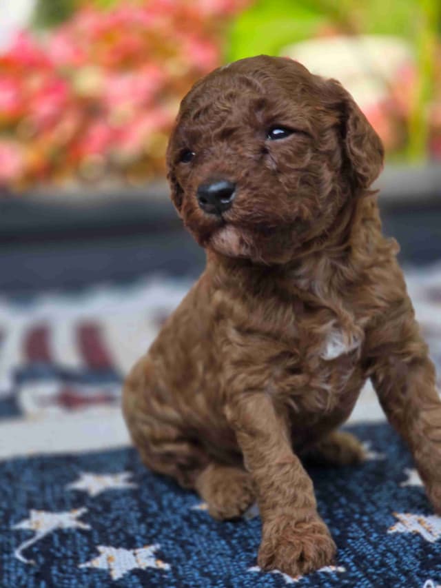 Poodle Puppies media 3