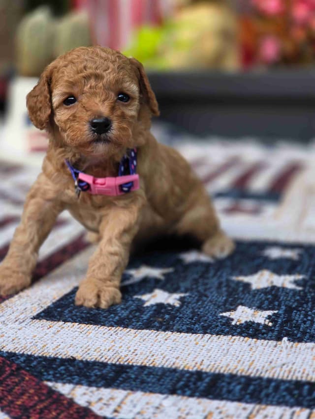 Poodle Puppies media 5