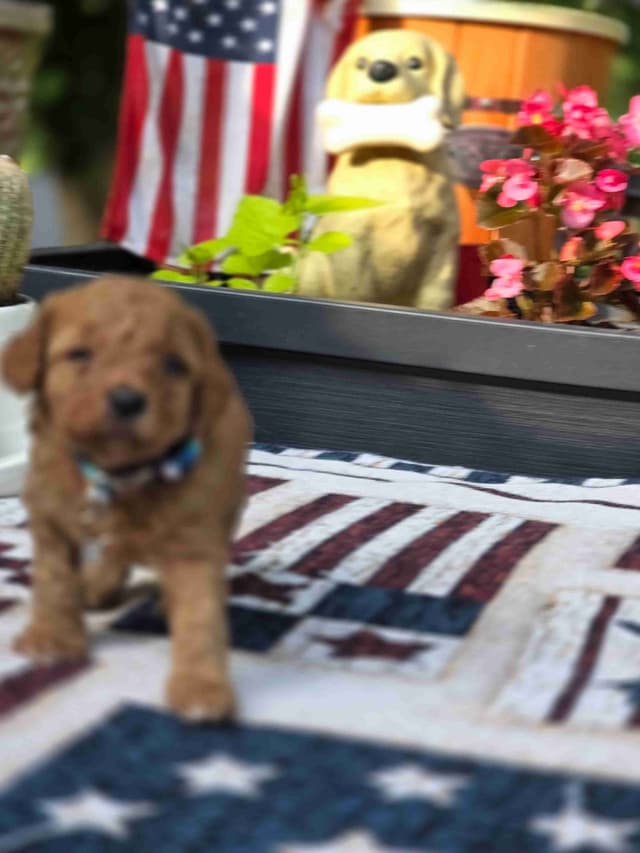 Poodle Puppies media 6