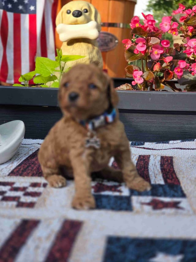 Poodle Puppies media 7