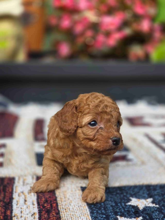 Poodle Puppies media 8