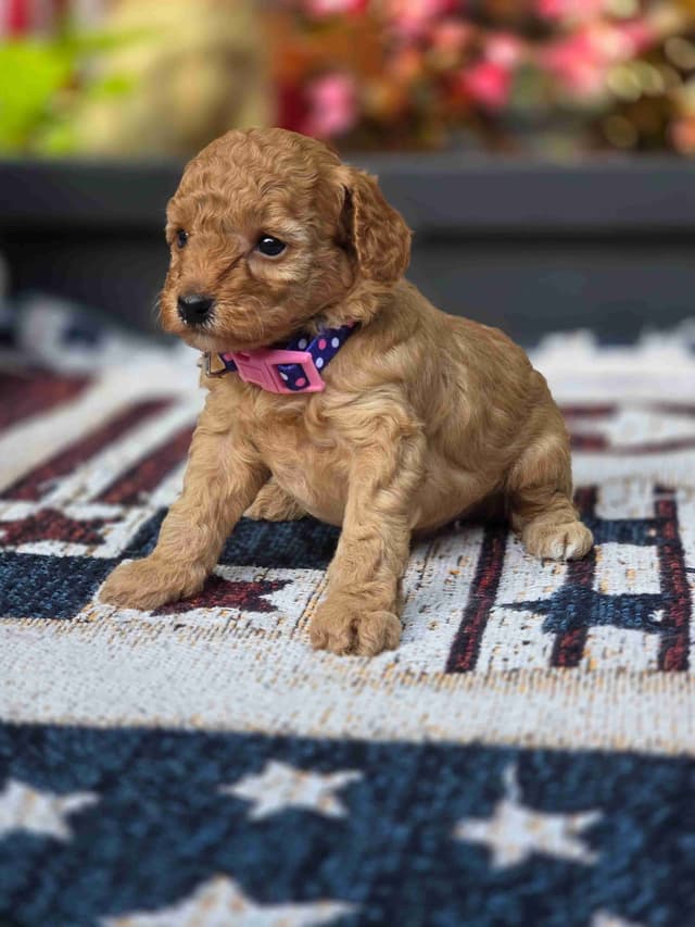 Poodle Puppies media 9
