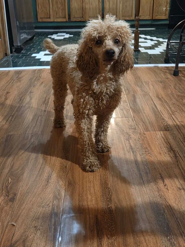 Poodle Puppies media 10