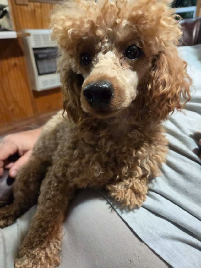 Poodle Puppies media 11