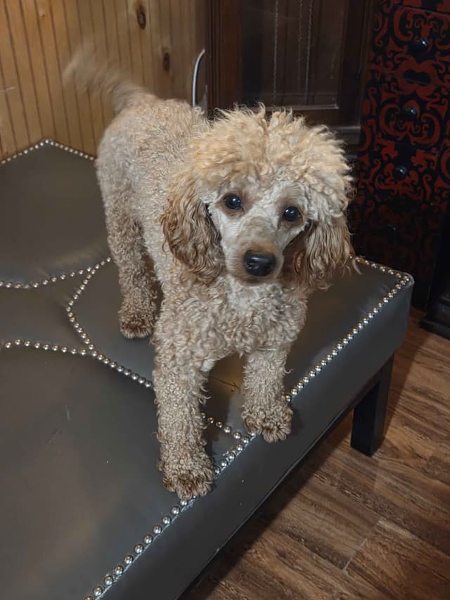 Poodle Puppies media 12
