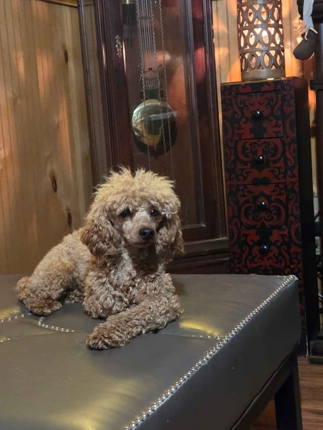 Poodle Puppies media 13