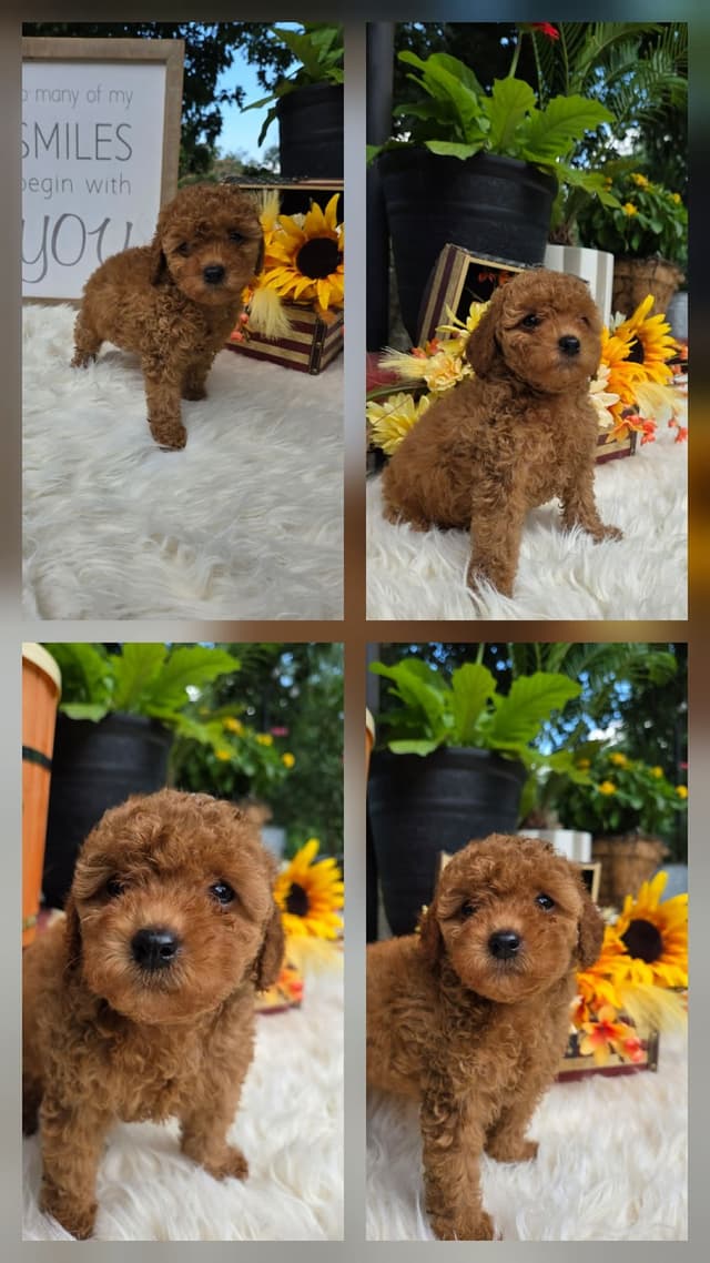 Poodle Puppies media 14