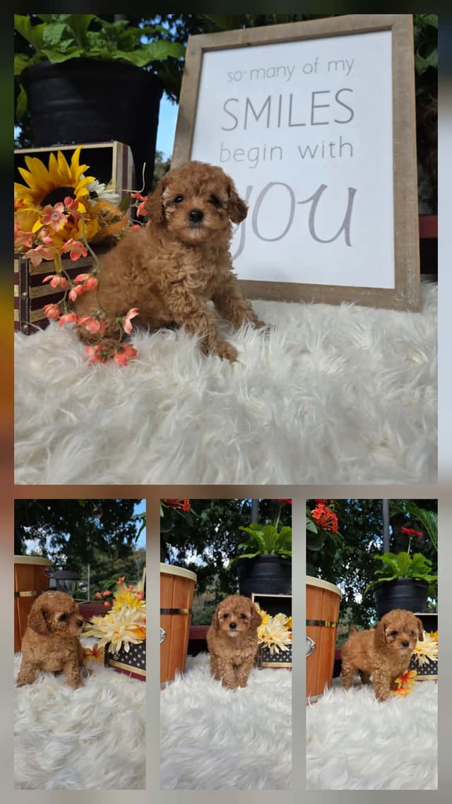 Poodle Puppies media 16