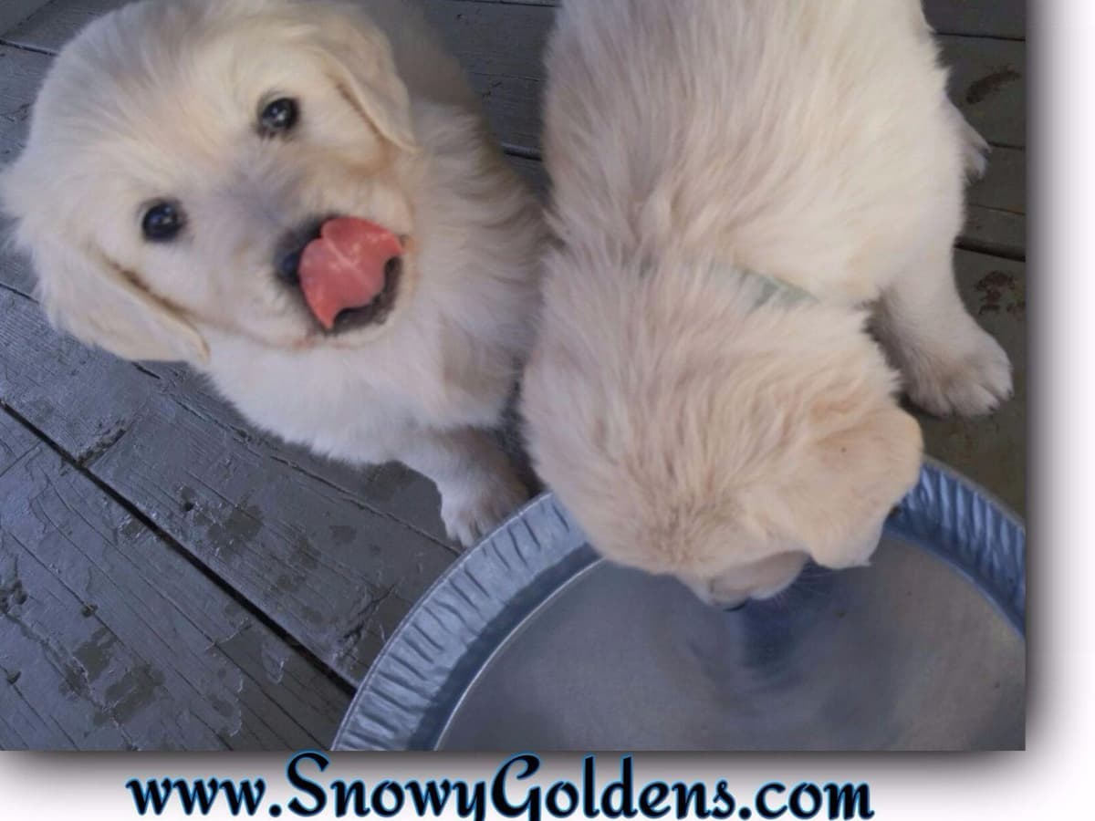 Golden Retriever Puppies breeder image 2