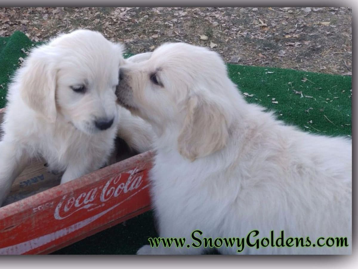 Golden Retriever Puppies breeder image 6