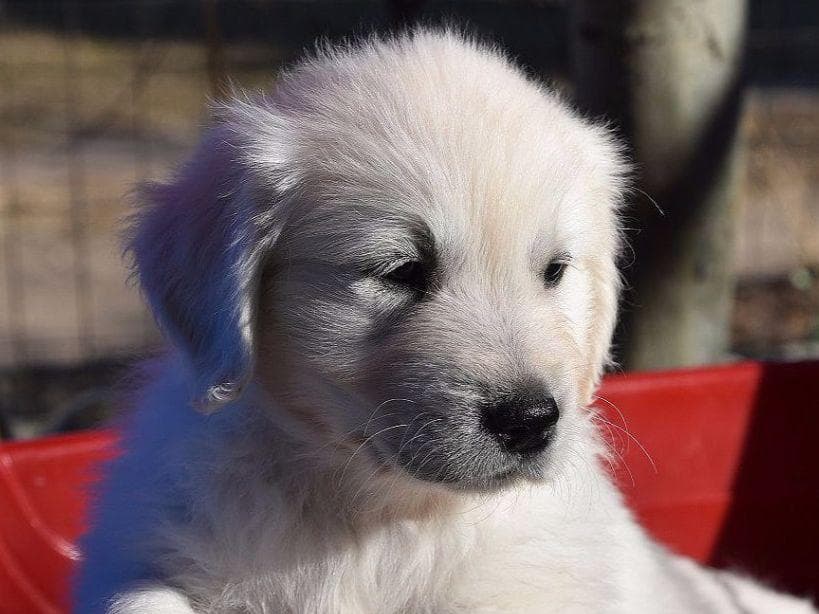 Golden Retriever Puppies breeder image 7