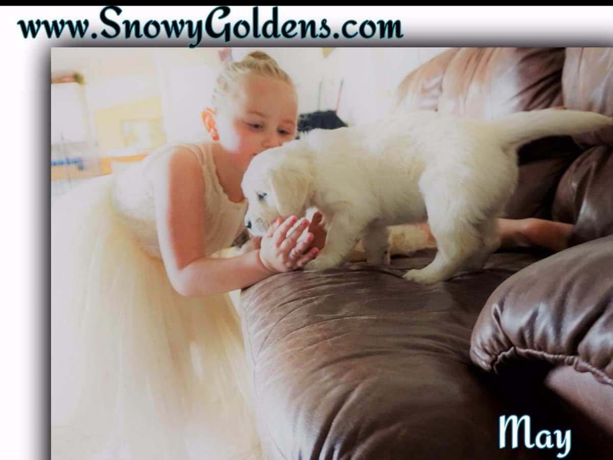 Golden Retriever Puppies breeder image 1