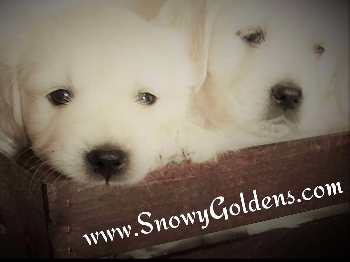Golden Retriever Puppies breeder image 8