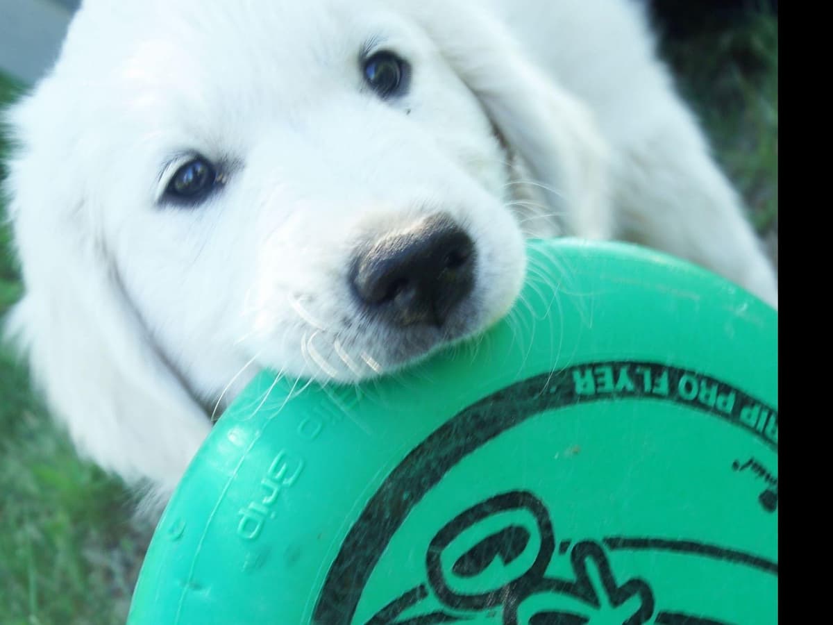 Golden Retriever Puppies breeder image 9