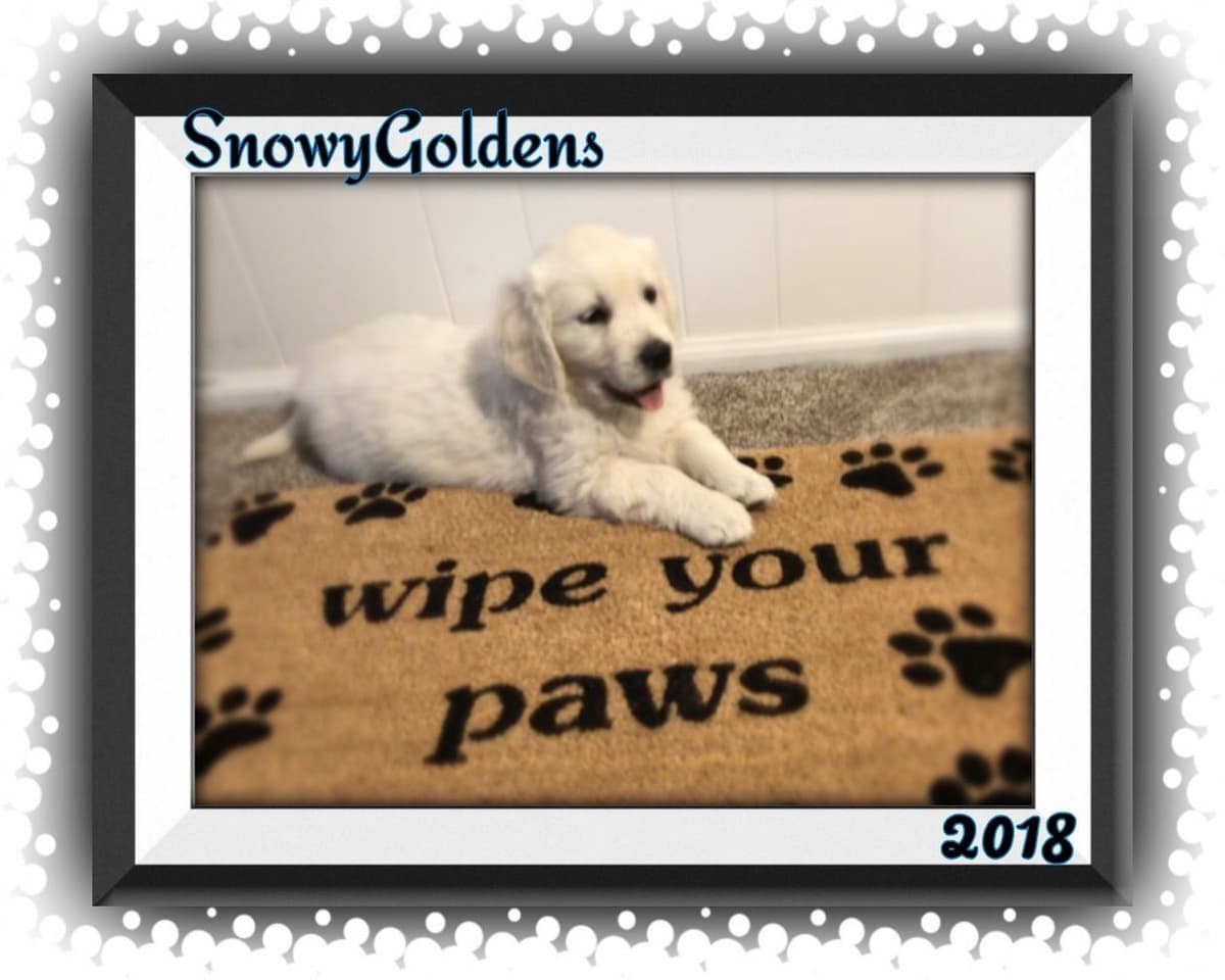 Golden Retriever Puppies breeder image 10
