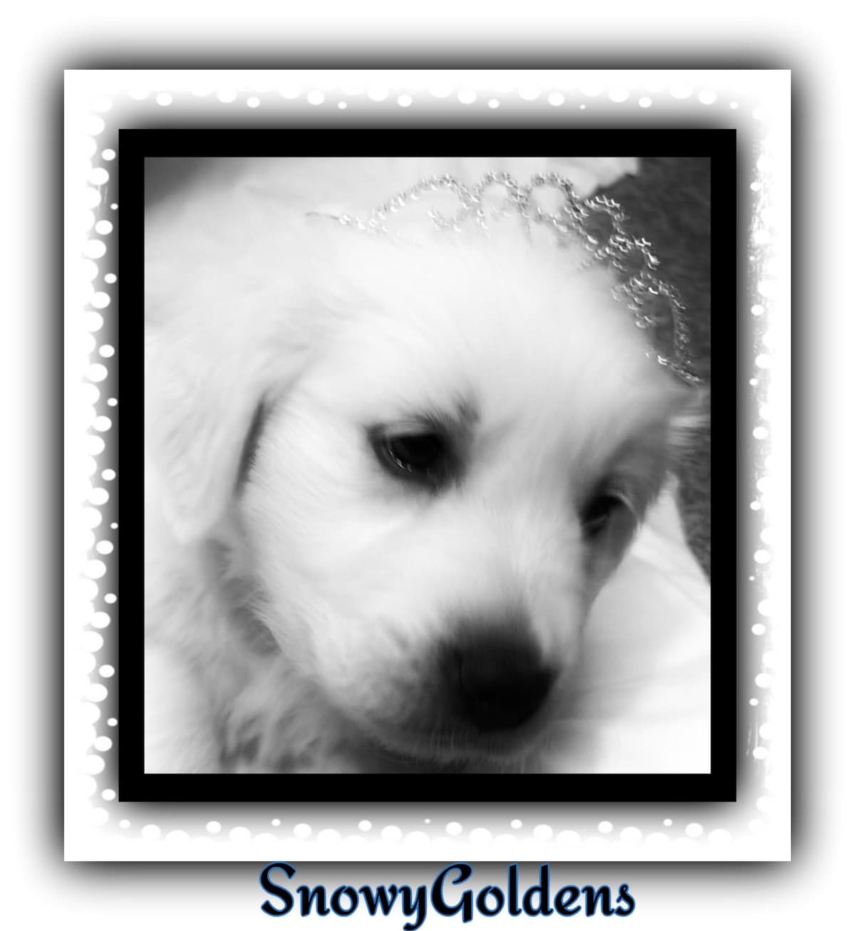 Golden Retriever Puppies breeder image 11