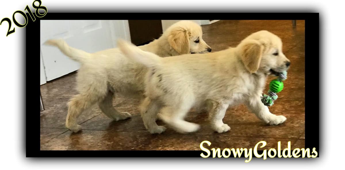 Golden Retriever Puppies breeder image 13