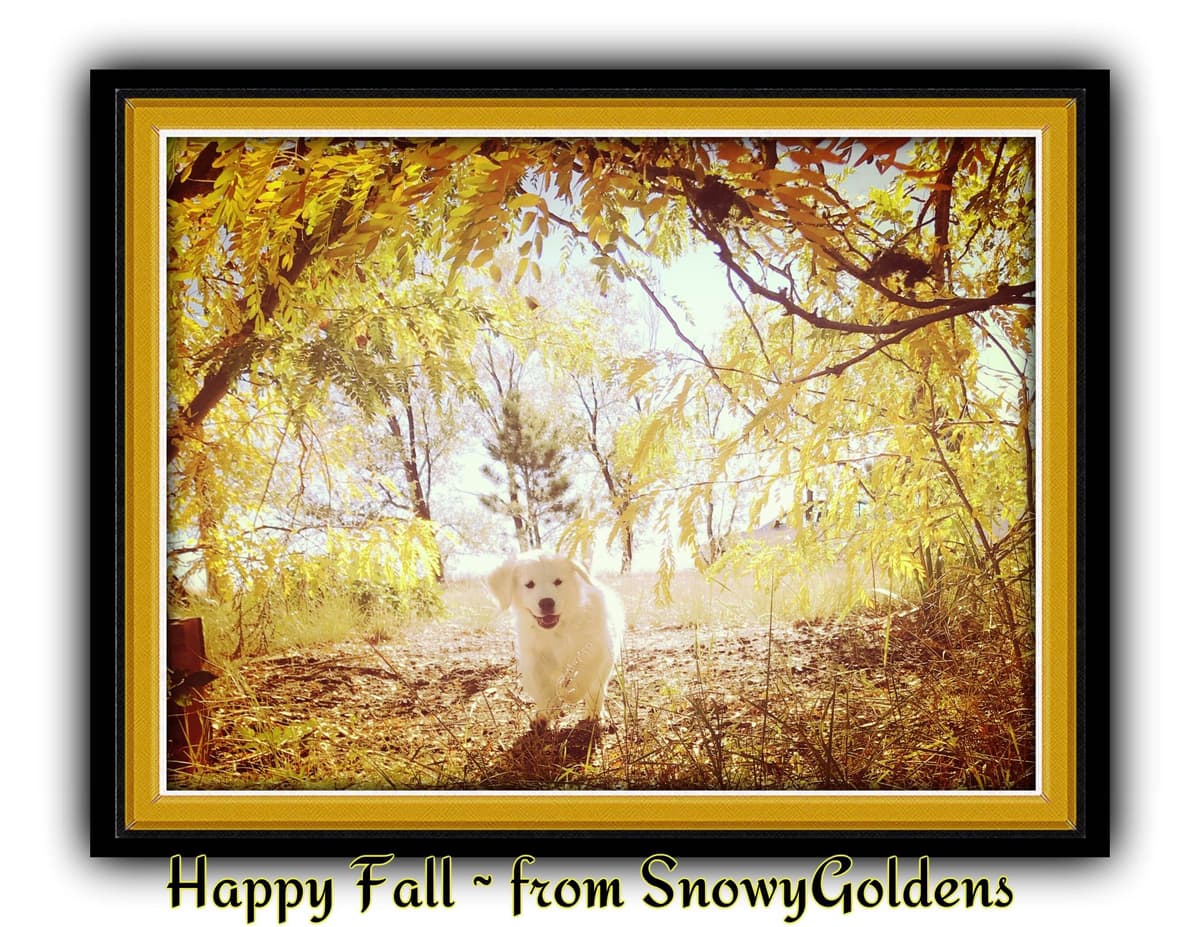 Golden Retriever Puppies breeder image 5