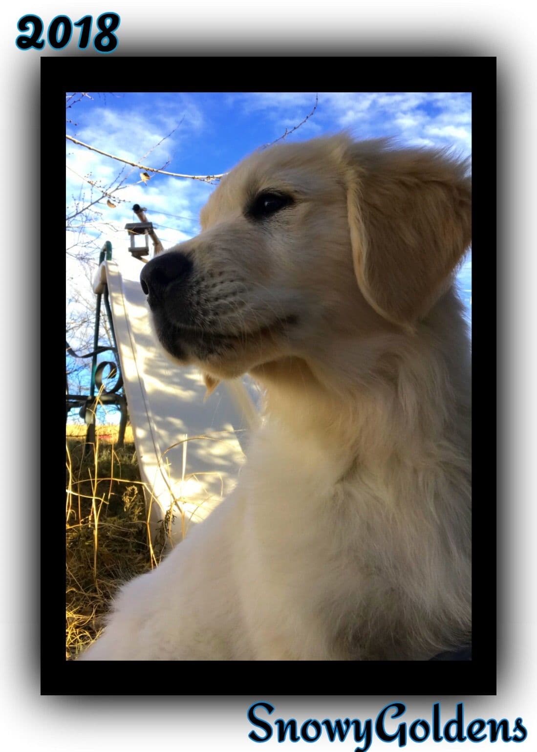 Golden Retriever Puppies breeder image 14