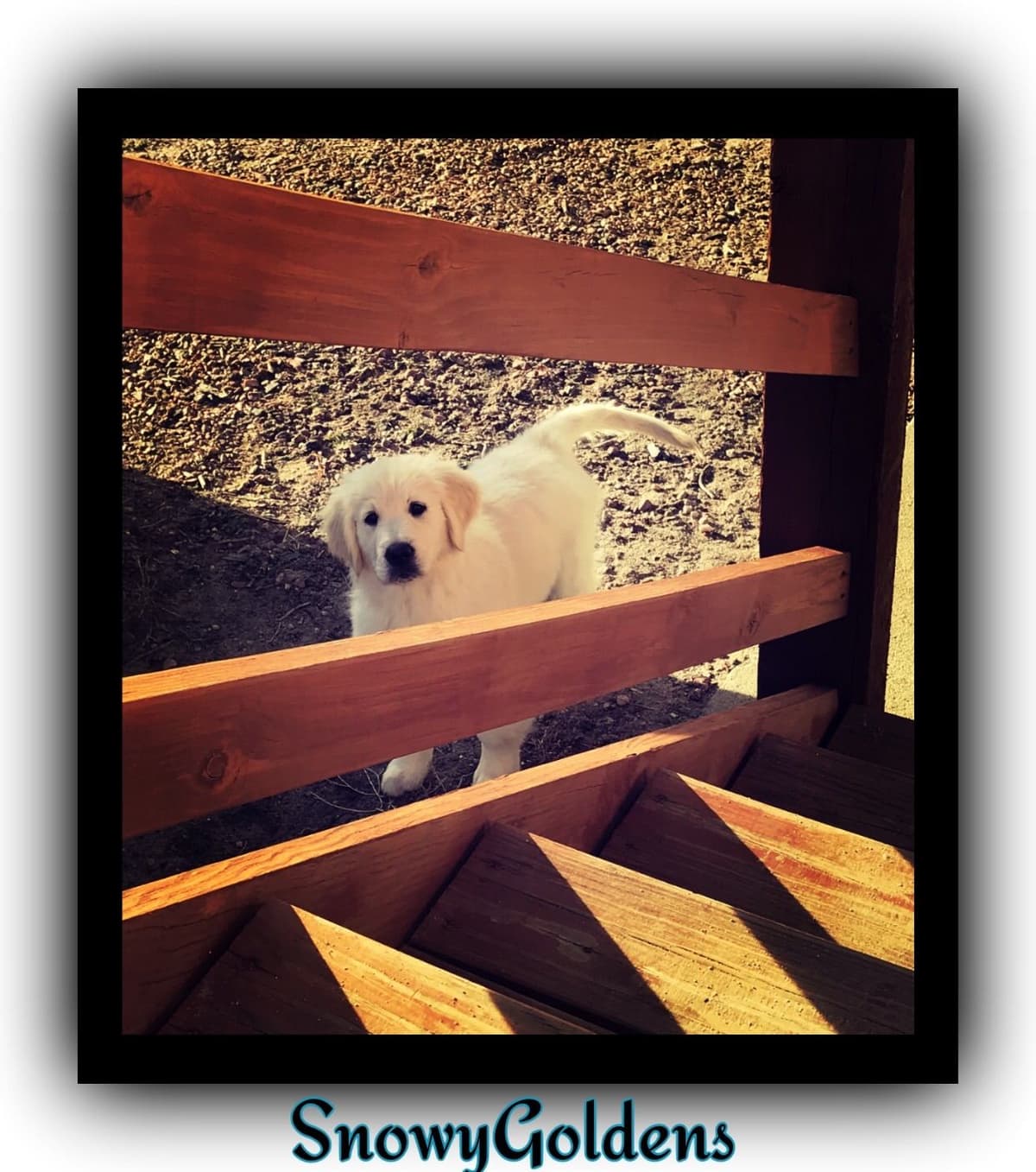 Golden Retriever Puppies breeder image 15