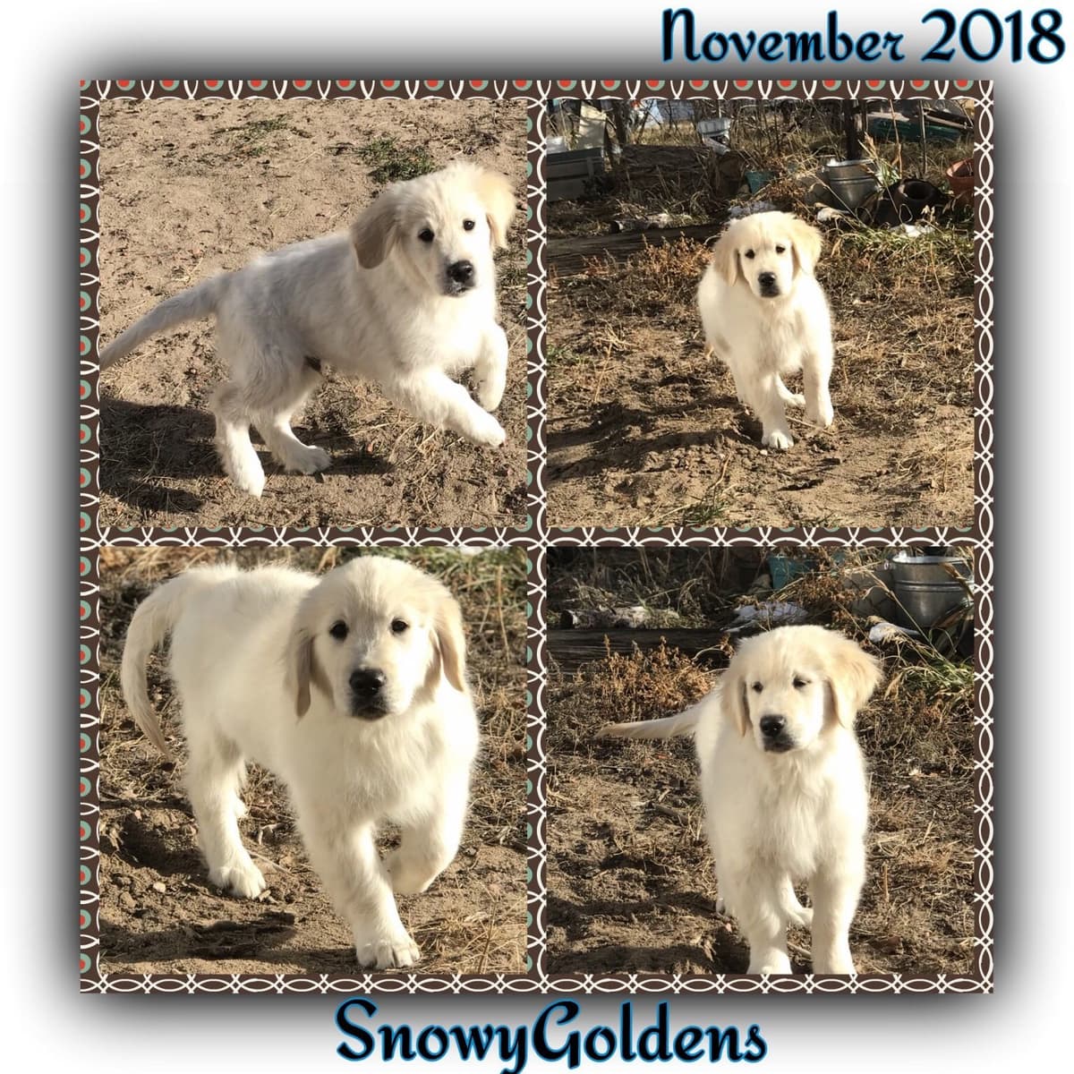 Golden Retriever Puppies breeder image 17