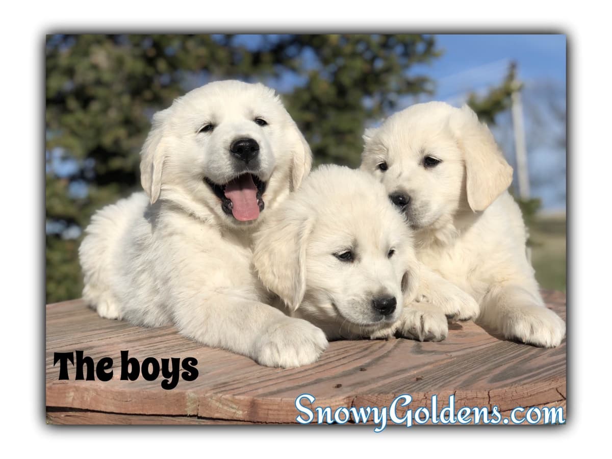 Golden Retriever Puppies breeder image 18