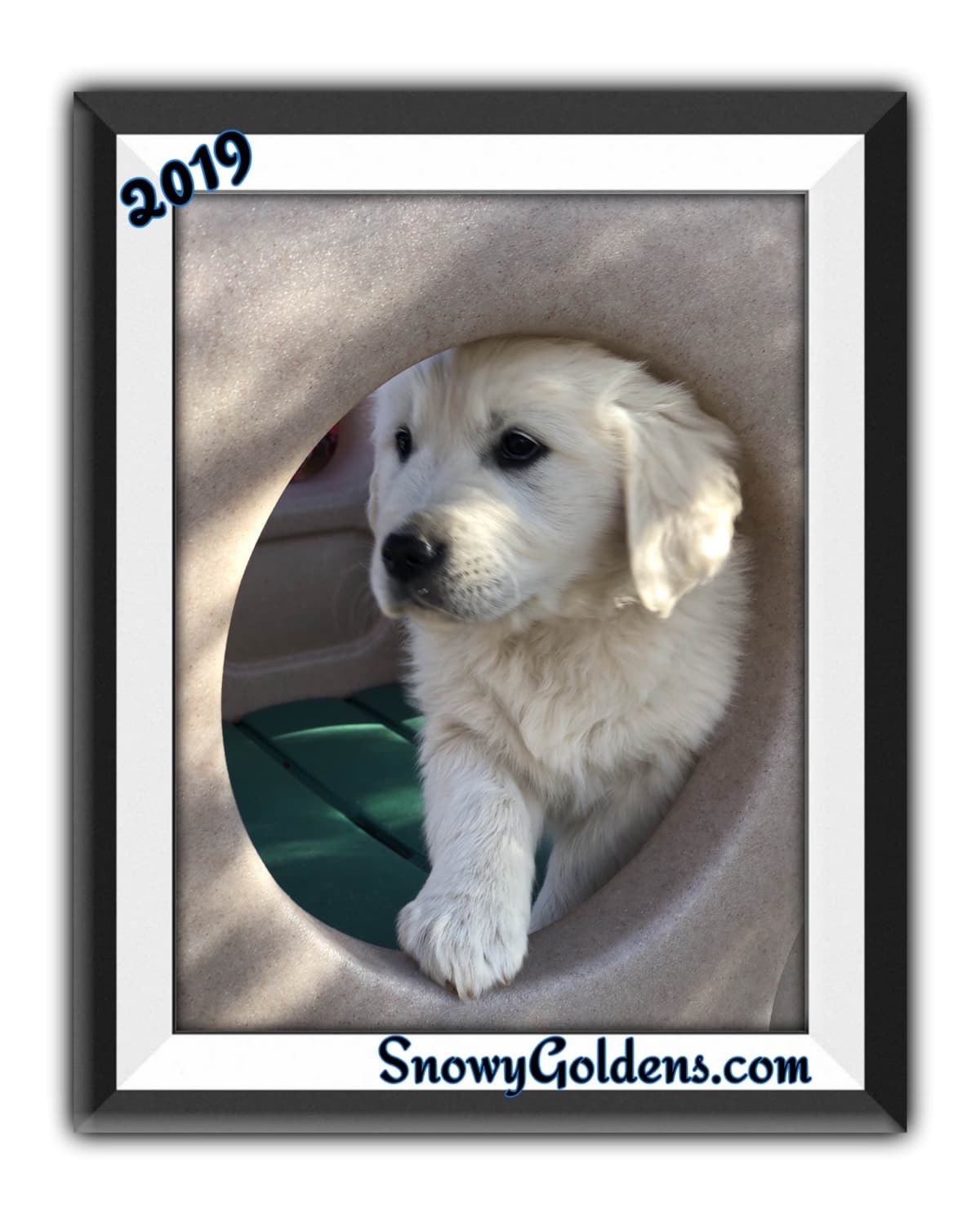 Golden Retriever Puppies breeder image 19
