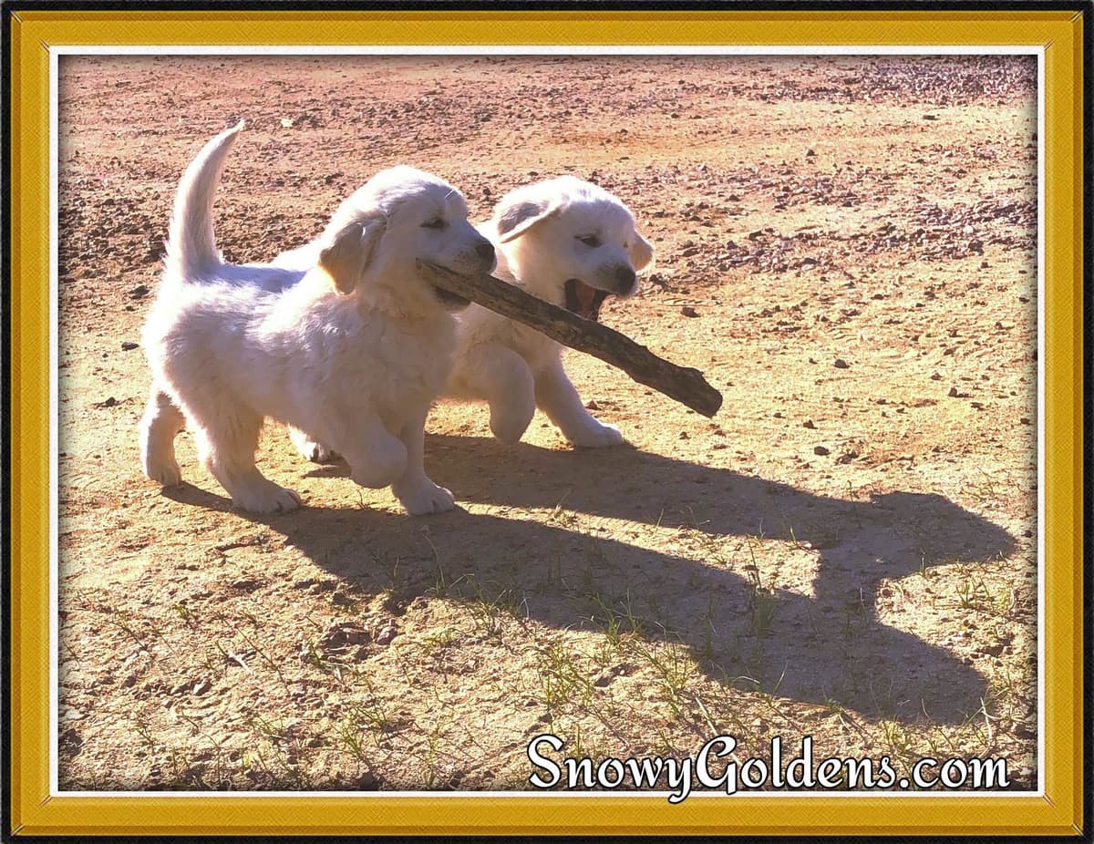 Golden Retriever Puppies breeder image 21