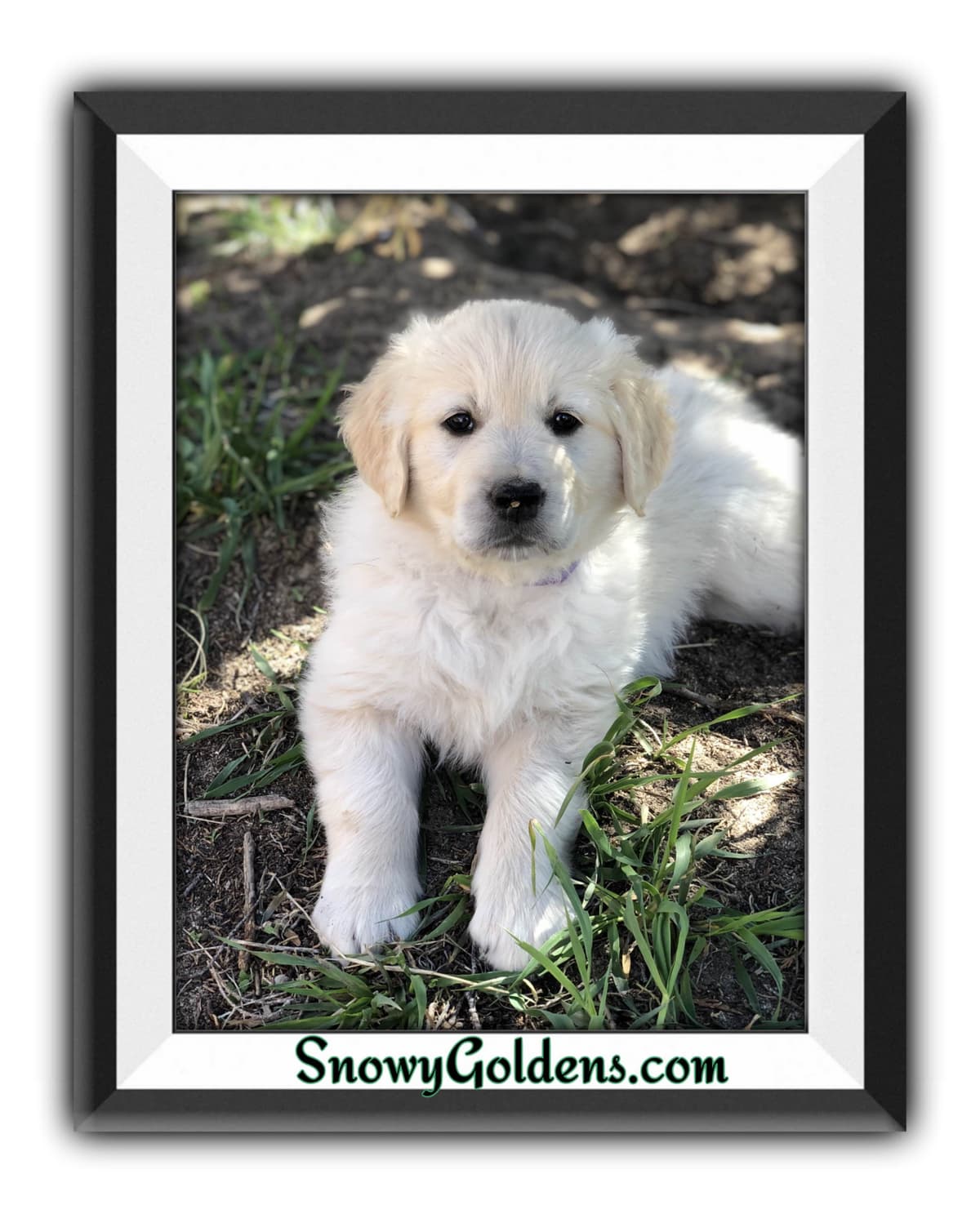 Golden Retriever Puppies breeder image 22